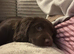 Female cocker spaniel