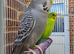 Two budgies black mutation