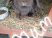 Mini plush x mini lop