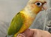 2 hand reared conure parrots £300 each