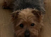 Yorkshire/border terrier cross
