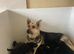 EXTREMLY RARE IN THE UK -EAST EUROPEAD SHEPHERD PUPPIES FROM IMPORTED PARENTS