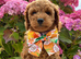 F1b Male Cockapoo Puppies Available!