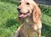 Beautiful Cocker Spaniel Adult Bitch