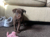 Patterdale Terriers x Lakeland patterdale x