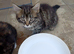 KITTENS FOR SALE
