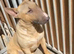 Kc Reg Fawn & White Bull Terrier
