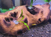 Shrimp tank full setup