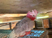 Tame and talking galah cockatoo