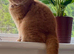 British Shorthair Kittens