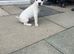Jack Russell Puppy's