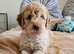 Outstanding Cavapoo Puppies