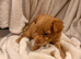 Chihuahua with a drop of Yorkshire terrier