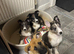 Collie x Malinios pups