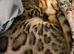 Male Bengal Neutered for re-homing