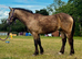 Beautiful 3 Year Old Welsh Part Bred