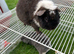 Teddy Guinea pig Babies