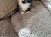 Fluffy mixed colour girl available