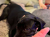 Cane Corso for re homing