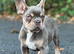 KC frenchie