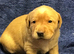 Working Labradors