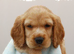 2 gorgeous boy cocker spaniel puppy