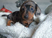 Miniature dachshund
