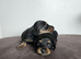 4 miniature long hair dachshund puppies