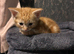 Kittens