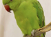 My tamed baby ring neck talking parrot