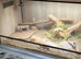 Yellow ackie monitor