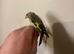 Baby Goldfinch for sale