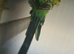 lovely markings female