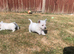Pedigree Westies