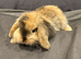 5 baby mini lop rabbits