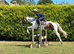 15hh Skewbald Sports Horse