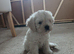 Cavachon puppies