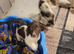 Springer spaniel puppies