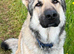 Intact Gold Sable KC German Shepherd Male