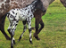 Apploosa leopard colt dual registered