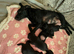Patterdale Terriers x border terrier puppies