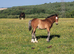 Welsh section c bay filly foal