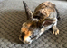 5 Lop cross Rex Babies