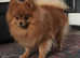STUD POM Beautiful 2 Year Old XS Pomeranian