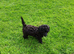 KC reg pure toy poodle black female prcd pra clear