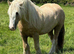 Cremello hermits bred colt