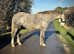 Class 1 broodmare
