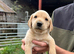 KC Labradors