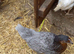 Blue bell pullets 16to18 weeks