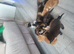 Fluffy siberian kittens